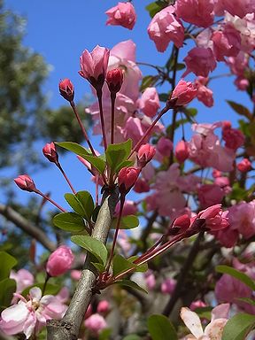 花海棠 写真集 ２