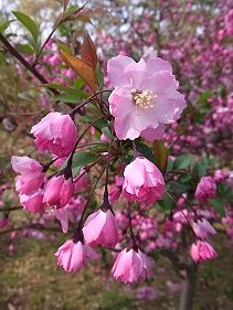 花海棠（はなかいどう）