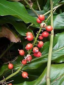 花茗荷 ハナミョウガ