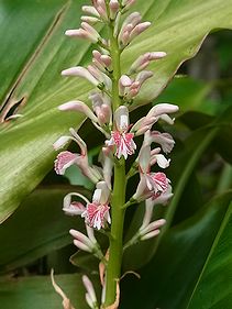 花茗荷 ハナミョウガ