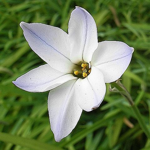 ハナニラ