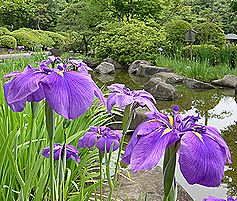 ハナショウブの花