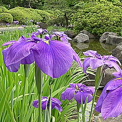 ハナショウブの花