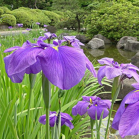 ハナショウブの花