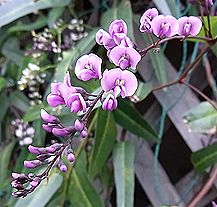 ハーデンベルギア