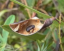 ハーデンベルギア