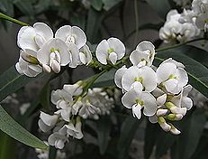 ハーデンベルギア