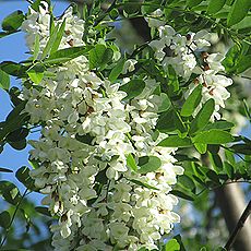 ハリエンジュ、ニセアカシア
