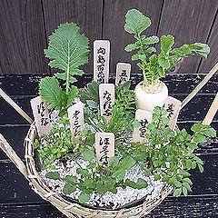 春の七草の七草かご