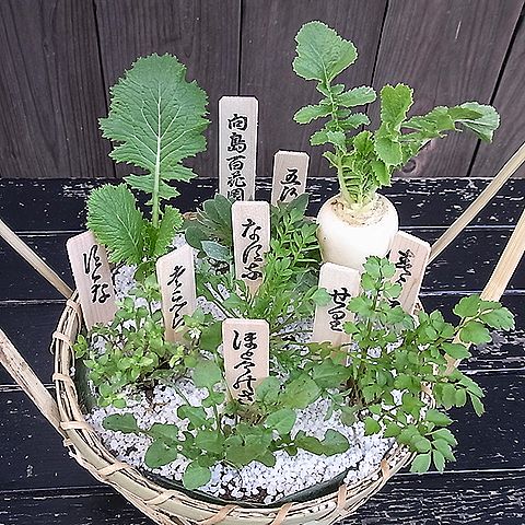 春の七草の七草かご