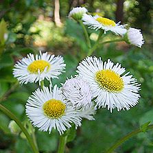 ハルジオン、ハルジョオン