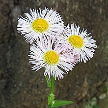 ハルジオン、ハルジョオン