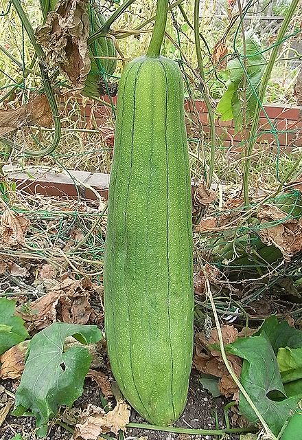 ヘチマ