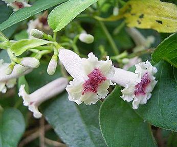 有川浩の 植物図鑑 に出てくる野草と料理のまとめ Hakuto 日記