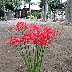 ヒガンバナの花