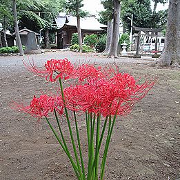 ヒガンバナの花