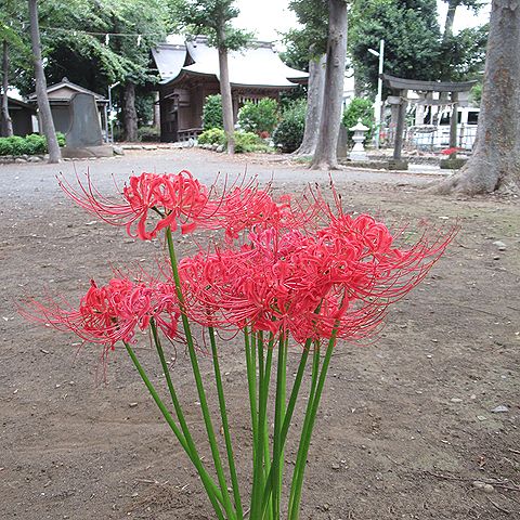 ヒガンバナの花