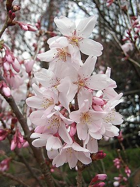 彼岸桜 写真集