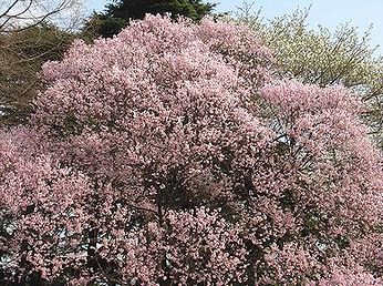 彼岸桜 写真集