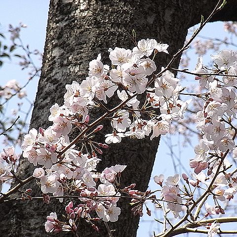 エドヒガン