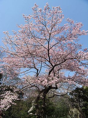 彼岸桜 写真集