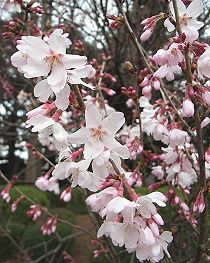 彼岸桜 ヒガンザクラ