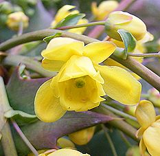 ヒイラギナンテン