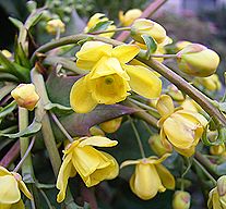 ヒイラギナンテン