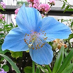 ヒマラヤノアオイケシ、メコノプシス