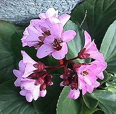 ヒマラヤユキノシタ