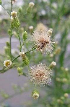 ヒメムカシヨモギ、テツドウグサ