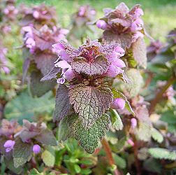季節の花300の表紙のヒメオドリコソウの花