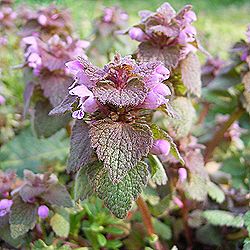 ヒメオドリコソウの花