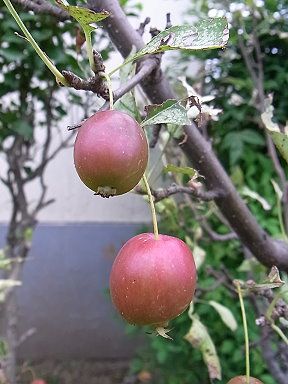 ヒメリンゴ
