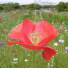 ヒナゲシ、ポピー