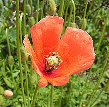 ナガミヒナゲシ