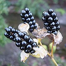 ヒオウギ、ヌバタマ