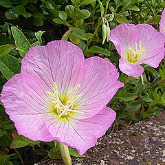 ヒルザキツキミソウ