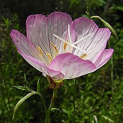 ヒルザキツキミソウ