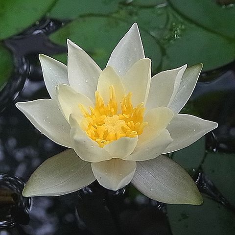 ヒツジグサ