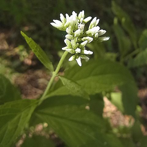 ヒヨドリバナ