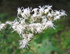 鵯花 ヒヨドリバナ