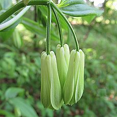 ホウチャクソウ