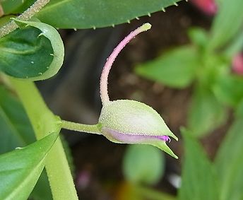 鳳仙花 写真集 １