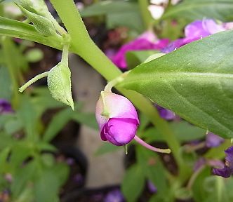 鳳仙花 写真集 １