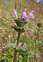 季節の花300の表紙のホトケノザの花