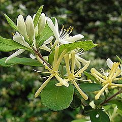 ヒョウタンボク