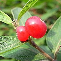 ヒョウタンボク