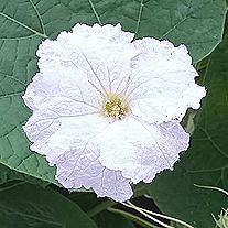 ヒョウタンの花