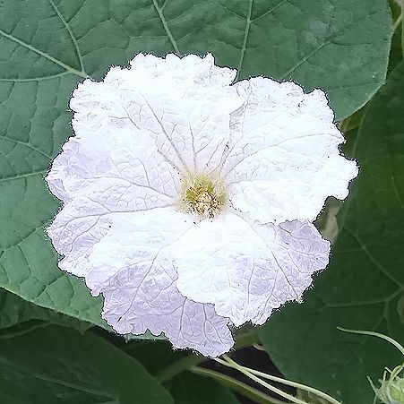 ヒョウタンの花